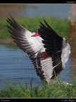 Volpoca # 2 Volpoca # 2
