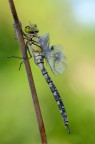 Aeshna cyanea - maschio