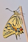 Papilio machaon