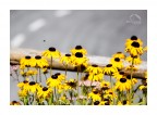 di fiore in fiore di fiore in fiore