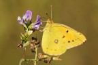 Colias crocea
