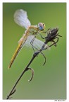 Libellula d'agosto Libellula d'agosto