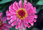 Il fiore con i cuori (: Il fiore con i cuori (: