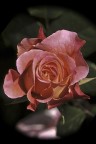 rosa rosa