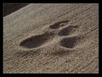 Passo felino Passo felino