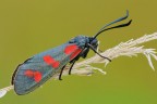 Zygaena filipendulae Zygaena filipendulae