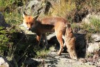 Salendo al Gran Paradiso ho incontrato questa volpe, per niente spaventata.
Dati EXIF:
Canon 7D
Canon 70/200 F4L IS USM
Iso 100
T. 1/400
AV. 5,6