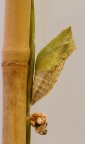 Crisalide di macaone