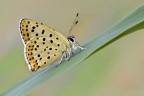 licedine begina licedine begina