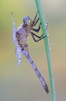 Orthetrum coerulescens Orthetrum coerulescens