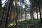 Foresta all'alba Foresta all'alba