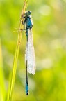 Libellula in controluce Libellula in controluce