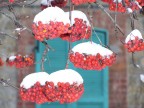 Frutti della neve. Frutti della neve.