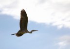 Volo solitario 1