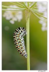 Pupaone ........ in libertà. Pupaone ........ in libertà.