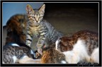 gatto gatto