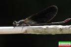 libellula
