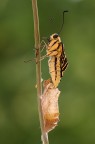 Papilio machaon (Linnaeus, 1758) - Papilionidae Papilio machaon (Linnaeus, 1758) - Papilionidae