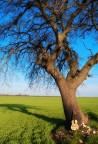 sound of wind sound of wind