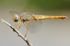 Sympetrum Fonscolombei