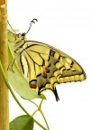 Eccolo, fuori dalla crisalide...Papilio Machaon Eccolo, fuori dalla crisalide...Papilio Machaon