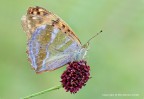 Argynnis Pafia (Argynnis paphia)