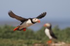 PUFFIN ALL'ATTERRAGGIO..... PUFFIN ALL'ATTERRAGGIO.....