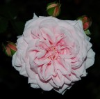 Nikon D70 + Nikon 18-70 f/3.5-4.5G IF-ED: 70mm 1/125 f/5.6 macro