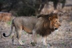 Leone maschio nel Serengeti Leone maschio nel Serengeti