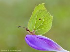 Cedronella (Gonepteryx rhamni)