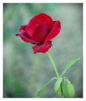 rossa rossa