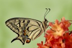 Seconda crisalide schiusa: papilio machaon