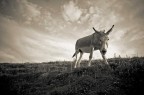 Donkey Donkey