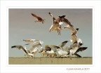L'arrembaggio... L'arrembaggio...