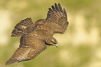 Poiana (buteo buteo) Poiana (buteo buteo)
