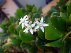 Il fiore grasso