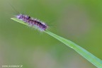 Lymantria dispar .... baby Lymantria dispar .... baby