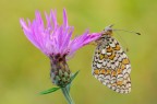 Il fiore e la farfalla Il fiore e la farfalla