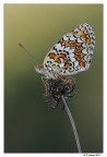 Melitea Didyma Melitea Didyma
