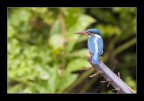 Bird: Martin Pescatore Bird: Martin Pescatore