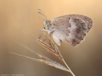 Coenonympha pamphilus (Linnaeus, 1758)