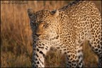 Leopardo Leopardo