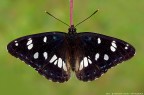 Limenitis reducta (Staudinger 1901) Limenitis reducta (Staudinger 1901)
