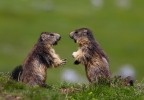 marmotte marmotte
