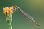 Damigella Damigella