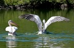 ma dove vai.... ma dove vai....