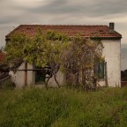 La vite e il glicine