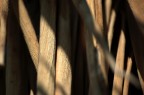 Trame Ordite nella Natura Trame Ordite nella Natura