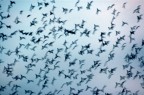 Trame ordite nella Natura Trame ordite nella Natura