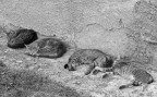 Siesta Siesta